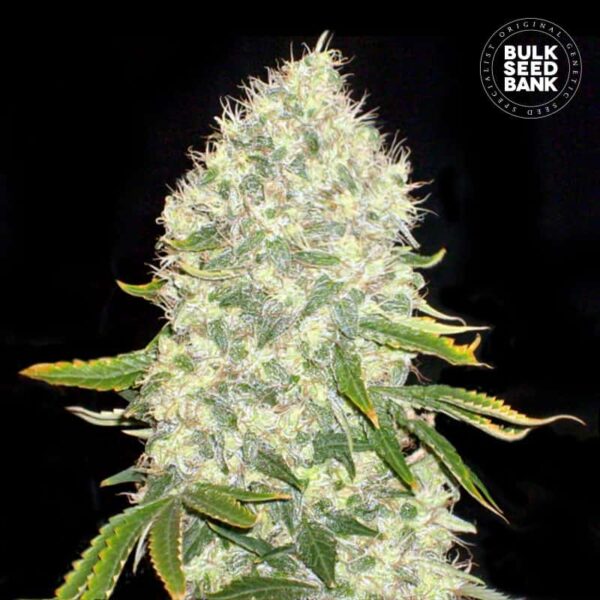Bulk Seeds Bank White Widow 10 Stk feminisiert