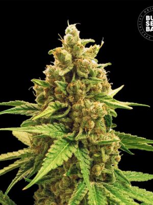 Bulk Seeds Bank Winning Cake 5 Stk feminisiert Bulk Seeds Bank Winning Cake 10 Stk feminisiert