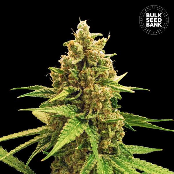 Bulk Seeds Bank Winning Cake 10 Stk feminisiert