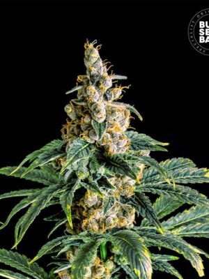 Bulk Seeds Bank Zkittly Zi Zi 5 Stk feminisiert Bulk Seeds Bank Zkittly Zi Zi 10 Stk feminisiert
