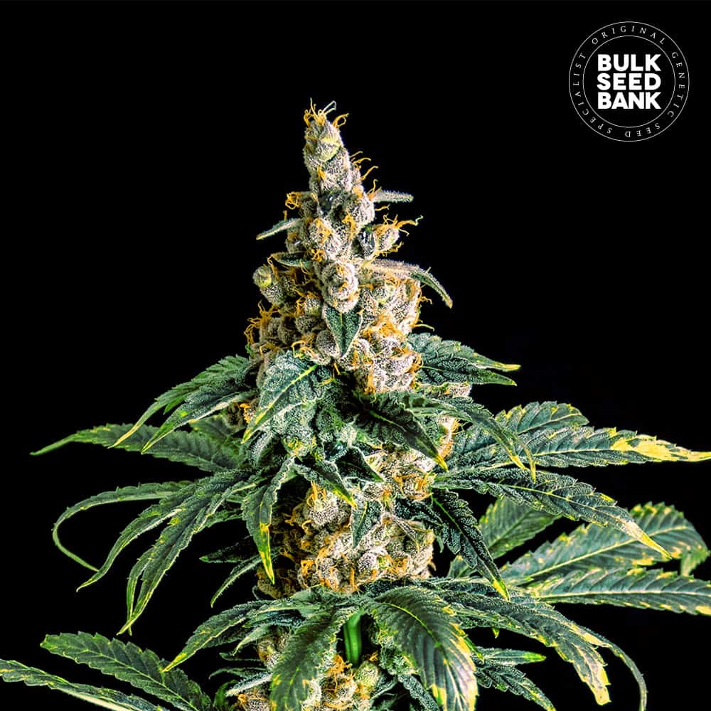 Bulk Seed Bank Bulk Seeds Bank Zkittly Zi Zi