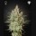 Green House Seeds cheese Samen – Bild 3
