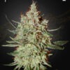 Green House Seeds cheese Samen