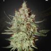 Green House Seeds cheese Samen – Bild 2