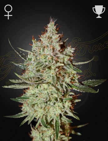 Green House Seeds cheese Samen – Bild 2