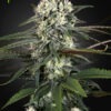 Green House Seeds auto bomb Samen