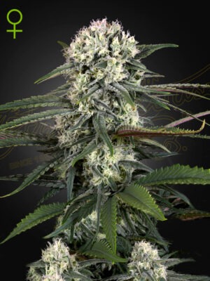 Green House Seeds auto bomb Samen