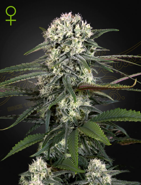 Green House Seeds auto bomb Samen