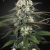 Green House Seeds auto bomb Samen – Bild 2