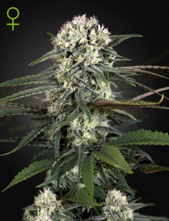 Green House Seeds auto bomb Samen – Bild 2
