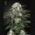 Green House Seeds auto bomb Samen – Bild 4