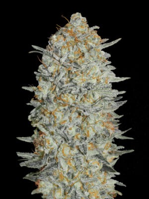 Advanced Seeds gelato 33 Samen Advanced Seeds gelato 33 Samen