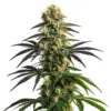 Blimburn Seeds gelato fbv Samen