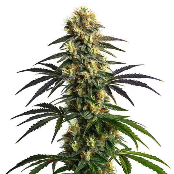 Blimburn Seeds gelato fbv Samen