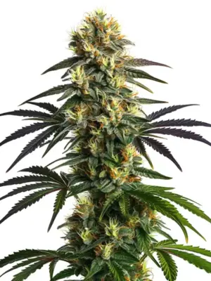Blimburn Seeds Gelato Fbv 3 Stk feminisiert