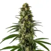 Blimburn Seeds Girl Scout Cookies 3 Stk feminisiert