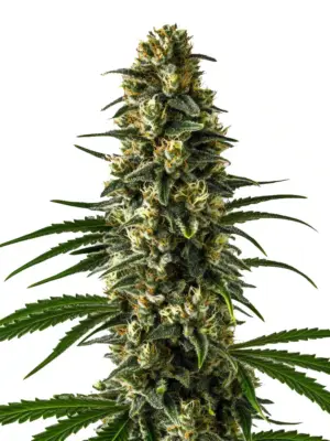 Blimburn Seeds Girl Scout Cookies 3 Stk feminisiert