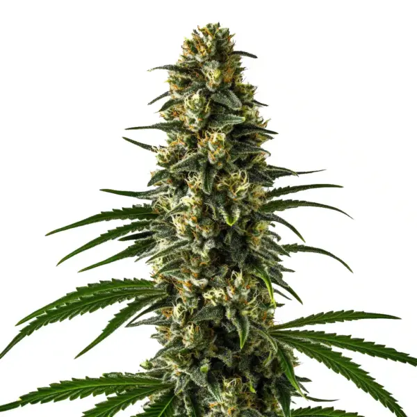Blimburn Seeds Girl Scout Cookies 3 Stk feminisiert