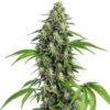 Blimburn Seeds girl scout cookies fast version Samen