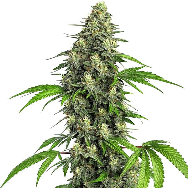 Blimburn Seeds girl scout cookies fast version Samen