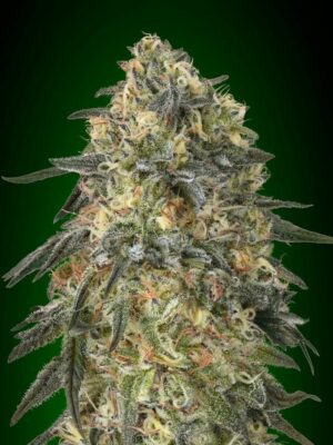 00 Seeds gorilla Samen