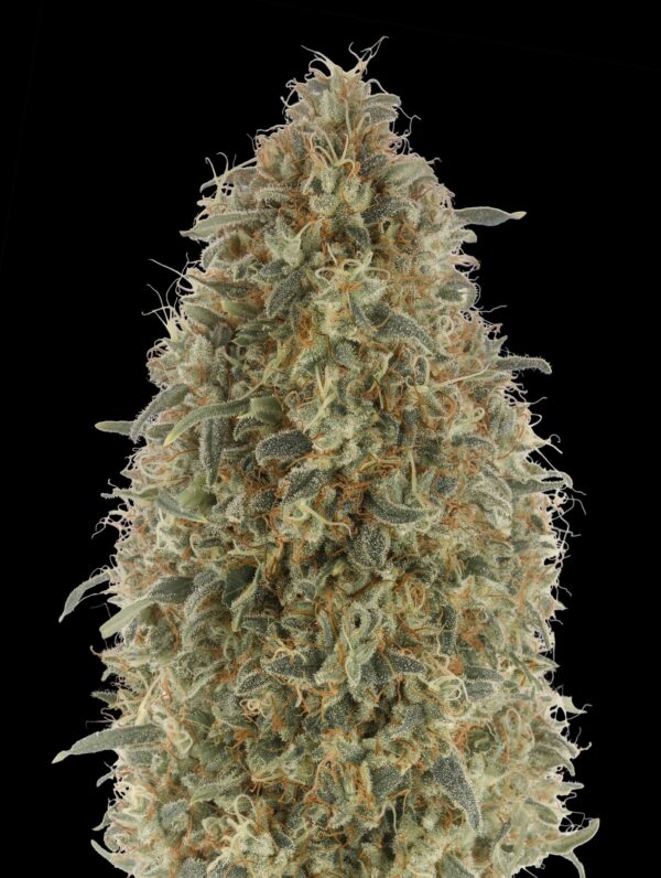 Advanced Seeds gorilla blue Samen