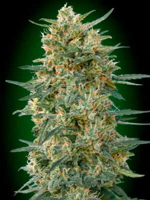 00 Seeds gorilla fast Samen