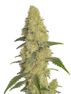 Blimburn Seeds Gorilla Glue G4 Fbv 9 Stk feminisiert