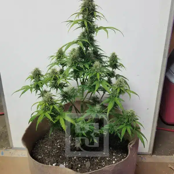 Blimburn Seeds ak auto Samen – Bild 5
