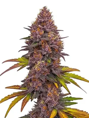 Blimburn Seeds Grizzly Purple Auto 3 Stk feminisiert Blimburn Seeds Grizzly Purple Auto 3 Stk feminisiert