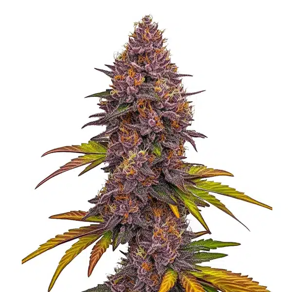 Blimburn Seeds Grizzly Purple Auto 3 Stk feminisiert