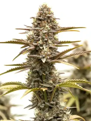 Blimburn Seeds Grizzly Purple Kush 9 Stk feminisiert