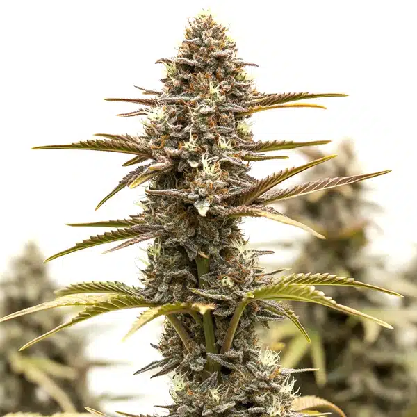 Blimburn Seeds Grizzly Purple Kush 9 Stk feminisiert