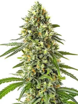 Blimburn Seeds Guanabana 3 Stk feminisiert