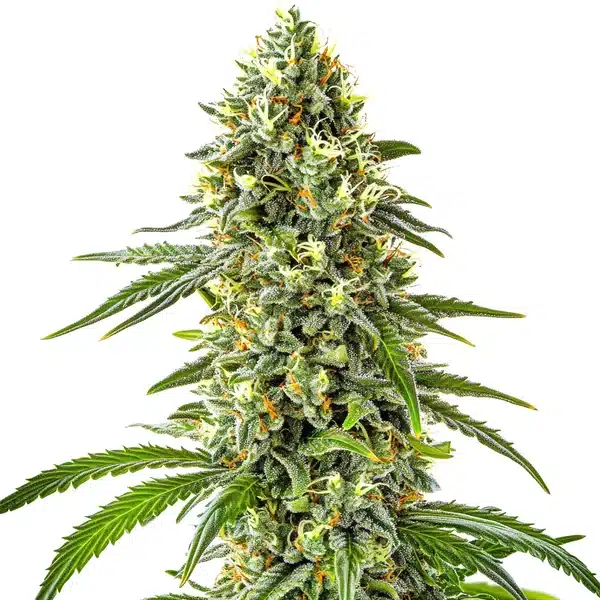 Blimburn Seeds Guanabana 3 Stk feminisiert