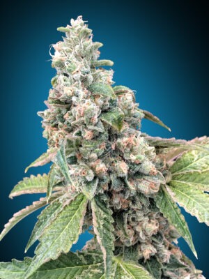 00 Seeds Harlequín CBD 5 Stk feminisiert
