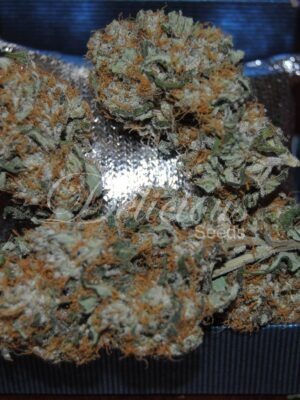 Delicious Seeds Original Juan Herer