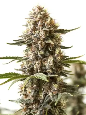 Blimburn Seeds Kabrales 3 Stk feminisiert