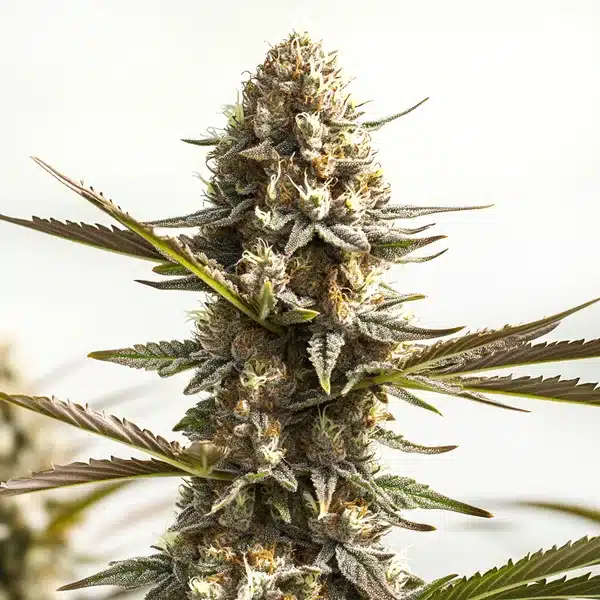 Blimburn Seeds kabrales auto Samen