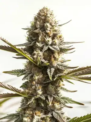 Blimburn Seeds Kabrales Auto 9 Stk feminisiert Blimburn Seeds Kabrales Auto 3 Stk feminisiert