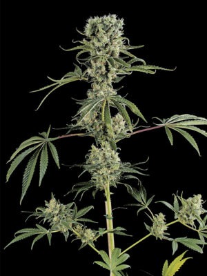 Dinafem moby dick2 Samen Dinafem moby dick2 Samen