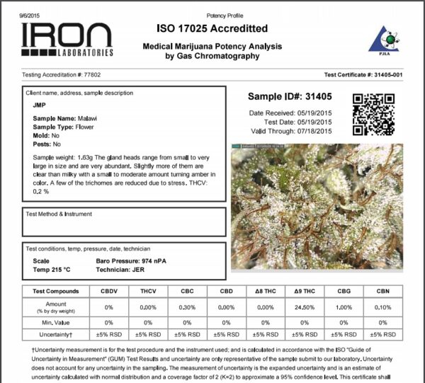 Ace Seeds malawi regular seeds Samen – Bild 4