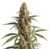 Blimburn Seeds Mamba Negra 3 Stk feminisiert
