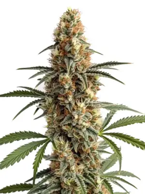 Blimburn Seeds Mamba Negra 3 Stk feminisiert