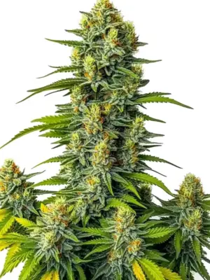 Blimburn Seeds Mamba Negra Auto 3 Stk feminisiert Blimburn Seeds Mamba Negra Auto 9 Stk feminisiert