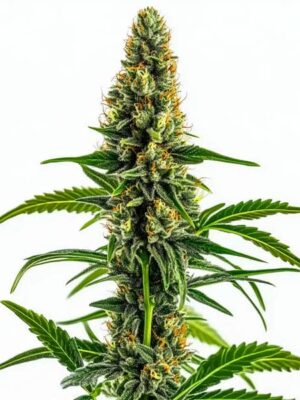 Blimburn Seeds Mamba Negra CBD 3 Stk feminisiert