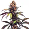 Blimburn Seeds Mamba Negra CBG 6 Stk feminisiert