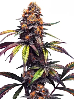 Blimburn Seeds Mamba Negra CBG 6 Stk feminisiert Blimburn Seeds Mamba Negra CBG 6 Stk feminisiert