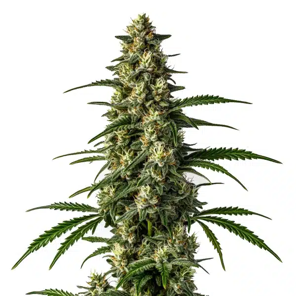 Blimburn Seeds mamba negra fbv Samen