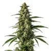 Blimburn Seeds Mamba Negra Fbv 3 Stk feminisiert